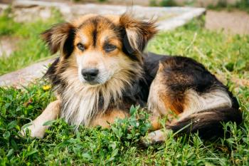 Mixed Breed Small Size Black And Brown Colors Dog Resting In Grass