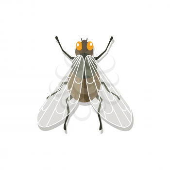 Fly close-up with transparent wings. Insect have the ability to fly with transparent wings, thin legs and antenna isolated on white background. Small annoying buzzing creature. Vector illustration