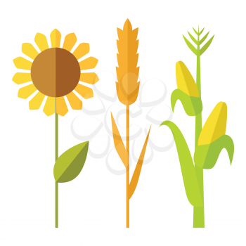 Sunflower, wheat, corn vector. Flat design. Traditional agricultural plants. Illustration for organic farming, industrial growing companies, grocery shops ad, logo element, icons infographics  