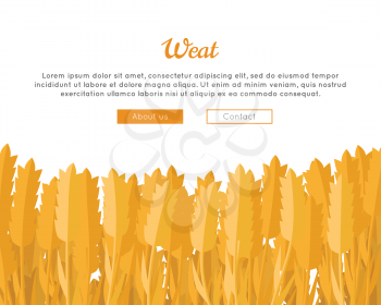 Wheat Ears vector web banner in flat design. New harvest, grain growing concept. Illustration for bakery, bread store, agricultural company web page design. Ripe ears with text on white background.