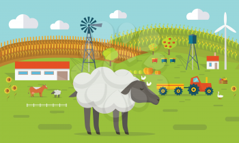 Farmyard vector illustration. Flat design. Sheep standing against the farm landscape, tractor, cow, fields on background. Organic farming concept. Traditional agriculture. Modern ecological farm.   