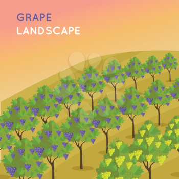 Wine landscape. Vineyard plantation of grape-bearing vines, grown for winemaking, raisins, table grapes and non-alcoholic juice. Vinegrove valley. Part of series of viniculture production. Vector