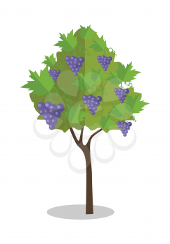 Purple grapes hanging on a bush. Vineyard icon. Vineyard grape. Wine grapes in vineyard ready for harvest. Grape bush icon. Ripe purple grapes with shadow. Vector illustration on white background.