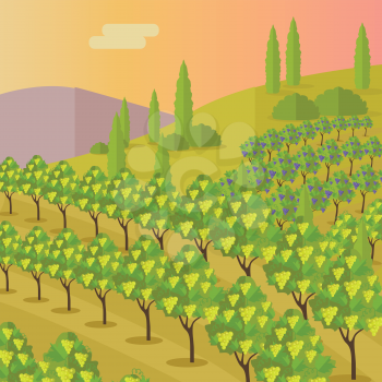 Grapes leaves in a sunny vineyard. Vineyard langscape. Rural landscape with vineyard and grapes bunches. Natural background. Landscape with rolling hills and valleys. Beautiful rows of grapes.
