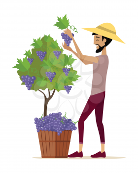 Man gathers red grapes into the basket. For labels, tags, posters, banners of check elite vintage wines. Winemaking concept. Part of series of viniculture production and preparation items. Vector