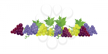 Bunches of red, white and purple wine grapes with green leaves. Fresh fruit. Vineyard grape icon. Grape icon. Wine grape icon. Isolated object in flat design on white background. Vector illustration