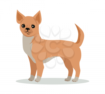 Chihuahua dog breed flat design vector. Purebred pet. Domestic friend and companion animal illustration. For pet shop ad, animalistic hobby concept, breeding illustration. Cute canine portrait
