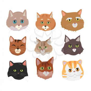 Different breed cat s faces. European shorthair, exotic, bengal, somali, maine coon cats heads flat vector illustrations set isolated on white background. For pet shop ad, animalistic hobby concepts