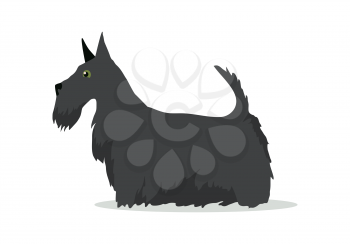 Scottish Terrier, Aberdeen Terrier, Scottie breed of dog isolated on white. Skye Terrier. Small, compact, short-legged, sturdily-built. Series of puppies icon symbol. Vector illustration