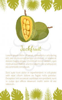 Jackfruit exotic juicy stone fruit vector poster text sample and palm leaves. Jack tree, fenne, jakfruit or jak. Fig, mulberry tropical edible food