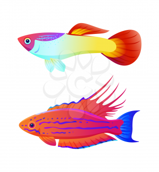 Aquarium inhabitant guppy and swordtail fish set. Colorful sea animal vector illustration for information isolated on white for nautical magazine.