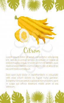 Citron exotic juicy large fragrant citrus fruit vector poster text sample and palm leaves. Tropical edible food, dieting veggies icon full of vitamins