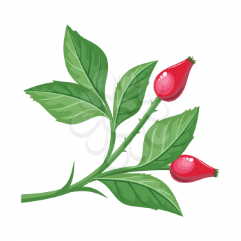 Sweetbrier vector illustration. Flat design. Brunch of dog-rose with leaves, spikes and berry. Plant illustration for autumn nature concept, gardening book, print design. Isolated on white background