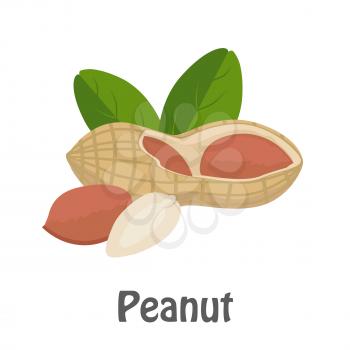 Illustration of peanut. Ripe peanut kernels with leaves in flat. Peanut on white background. Several peanut kernels. Healthy vegetarian food. Isolated vector illustration on white background.