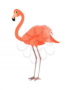 Pink flamingo vector illustration isolated on white. Wading bird. Greater flamingo. Lesser flamingo. Chilean flamingo. James s flamingo. Andean flamingo. American flamingo. Phoenicopterus genus
