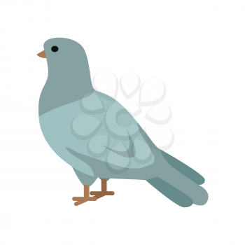 Pigeon flat style vector. Wild and domestic herbivorous bird. World fauna species. Grey dove on white background. For nature concepts, children s books illustrating, printing materials
