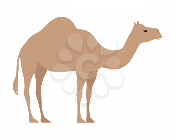 Camel isolated on white background. Even-toed ungulate within the genus Camelus, bearing distinctive fatty deposits known as humps on its back. Sticker for children. Vector design illustration
