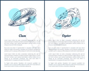 Vector seafood oyster and clam hand drawn graphic. Sea and ocean mollusks isolated on white, with blue spots, icons for menu in sketch vintage style