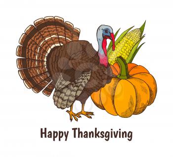 Happy Thanksgiving poster with text and turkey animal vector. Symbols of autumn holiday, corn maize with seeds and leaves and rounded big vegetable
