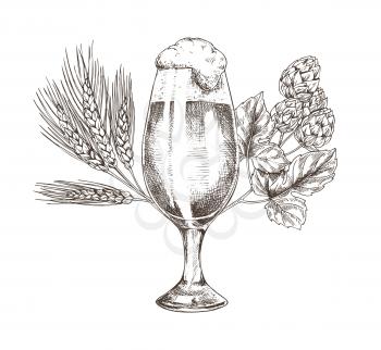Hop brunch and beer goblet vector illustration, graphic image made by pencil, isolated on white background ale in glossy glass and his main ingredient