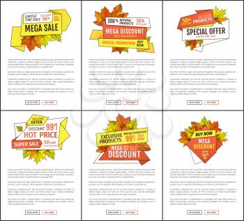Mega sale promo posters set with text sample. Maple leaves, oak foliage autumn symbols on advert leaflet. Exclusive offer only one day on Thanksgiving day