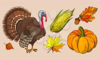 Pumpkin and autumn leaves isolated icons set vector. Turkey animal symbol of thanksgiving day, corn and acorn. Fresh vegetable and foliage dry flora