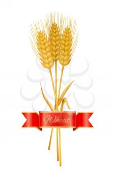 Wheat ears with silk ribbon isolated. Vector barley or oats spikelet and heraldic silk strip. Golden crop spike and satin blank tape with title space.