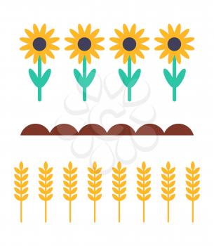 Sunflowers and wheat products farming plants in ground. Wheaten crops and grain cultivated flowering production in farm flourish isolated vector icons