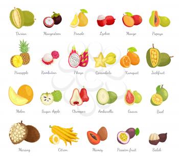 Sugar apple and guava set vector. Bael mango, pitaya and jackfruit, salak coconut. Ambarella and rambutan, guava and durian slices, tropical fruits