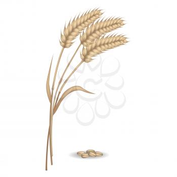 Harvest of three rye ears near pile of grains vector flat illustration. Closeup cereals type for preparing flour and various dishes