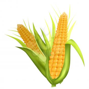 Two fresh corn cobs with long green leaves isolated on white vector colorful poster in realistic design. Closeup sweet agricultural product