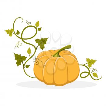 Big ripe pumpkin with swirly and leafy stem that twines round isolated vector illustration on white background. Organic fruit of gourd plant.