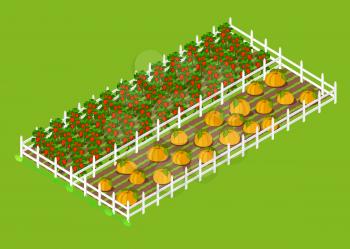 Red bell papper and big ripe pumpkins beds that grow at farm, boarded with white fance and surrounded with grass vector illustration.