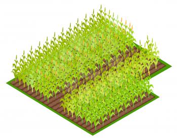 Field with growing corn crops with leaves isometric vector illustration. Soil part with many rows of mature and immature harvest of cereals
