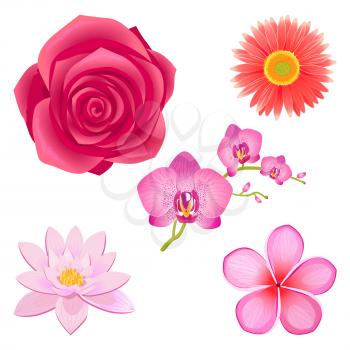 Tender saturated pink rose bud, peach dahlia, wonderful orchid, Chinese lotus and sakura blossom isolated vector illustrations set.