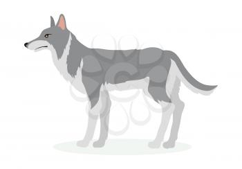 Wolf cartoon character. Wolf or dog flat vector isolated on white background. North America and Eurasia fauna. Wolf icon. Animal illustration for zoo ad, nature concept, children book illustrating
