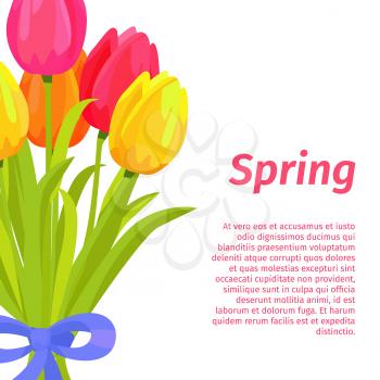 Spring postcard with congratulations, beautiful bouquet of red, yellow and pink tulips with blue ribbon isolated on white background. Spring holidays greetings with flowers vector illustration.