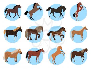 Horses colourful collection in blue circles on white. Vector poster of various types of black, brown, with and without spots steeds with thick manes standing on four and two legs in flat style