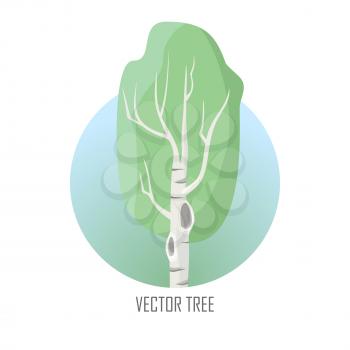 Vector tree. Birch isolated on white. Silver birch. hinleaved deciduous hardwood tree of genus Betula. Includes alders, hazels, hornbeams. Closely related to the beech oak family, Fagaceae. Vector