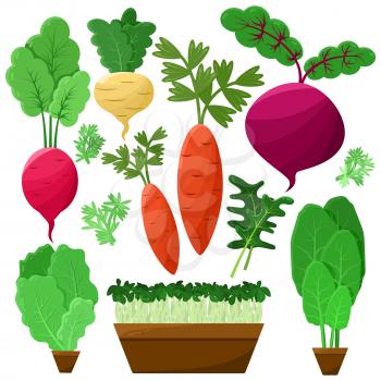 Concept of roots and salad on white background vector illustration. Orange carrot, pink radish, purple beet, beige swede, green lettuce and arugula.