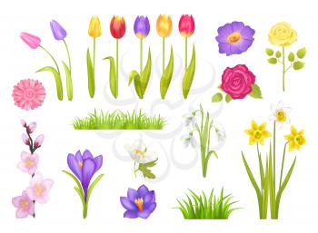 Flowers collection, poster with floral elements and grass, snowdrops and tulips, roses and narcissus, gerbera vector illustration isolated on white