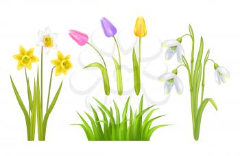 Spring flowers set of tulips and leaves, narcissus of yellow color, glass and decoration, poster and snowdrops vector illustration isolated on white