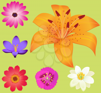 Yellow lily flower with smaller blossoms around isolated on green background. Colorful plants for decorating various things