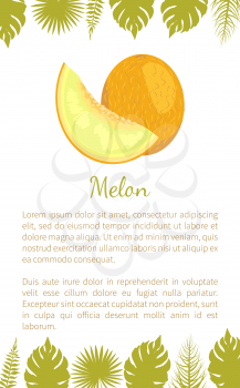 Melon exotic juicy stone fruit vector poster text sample and palm leaves. Tropical sweet edible, fleshy food, dieting veggies with vitamins, yellow dessert