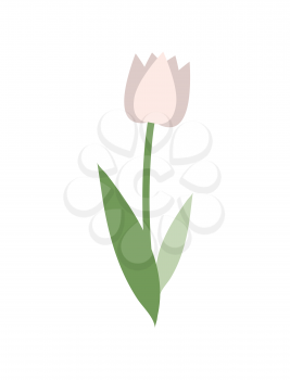 Flower of white color vector, isolated icon of tulip. Flora green stable and leaves, blooming and blossom, spring flourishing. Elegant bright plant