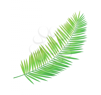 Areca butterfly palm leaf isolated icon closeup vector. Green foliage of tropical plant, household exotic type. Decorative greenery element for summer decor