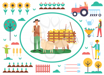 Agriculture and husbandry vector, person with sheep caring for animals on farm, scarecrow and plantation of sunflowers in bloom, tractor and farmers