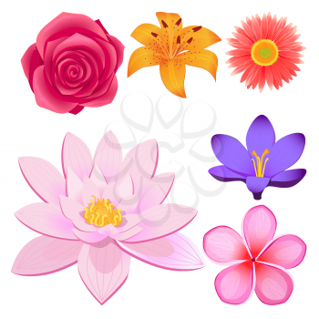 Lovely violet crocus, peach dahlia, Chinese lotus, sacura blossom, lush rose bud and yellow lily isolated vector illustrations set.