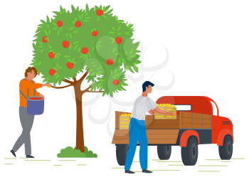 Male gardener picking fresh ripe red apples from tree and putting in basket. Man loading truck with fruit boxes. Harvesting concept vector Illustration. Pick apples concept. Flat cartoon