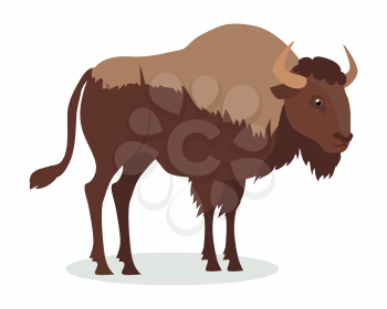 American bison cartoon character. Large bison male flat vector isolated on white. North America fauna. Buffalo icon. Animal illustration for zoo ad, nature concept, children book illustrating
